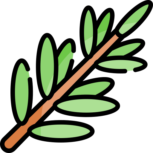 branche de Hadass de souccoth